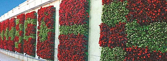 YEŞİL DUVAR (DUVAR BAHÇE)